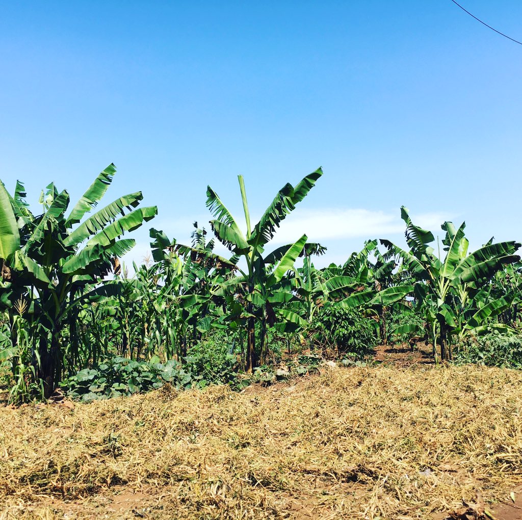 Idtwins256's tweet photo. Farming #Empoweringtheyouth #agriculture #Idtwinsfoundation @twinsvocational @cosmabrown @katoidtwins #Covid_19 https://t.co/1OFYzadzOg