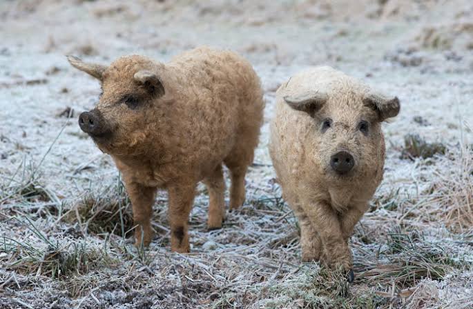 KnowExisted's tweet photo. The Mangalica, also known as the “sheep-pig” is the last pig breed in existence to have a thick, curly, coat of hair. They were discovered in Hungary in the mid-19th century.

(✎ by redditor petdog347)

See more wonders of the #cosmos at https://t.co/I3e7ywffIp https://t.co/Y7Hif4fSxB
