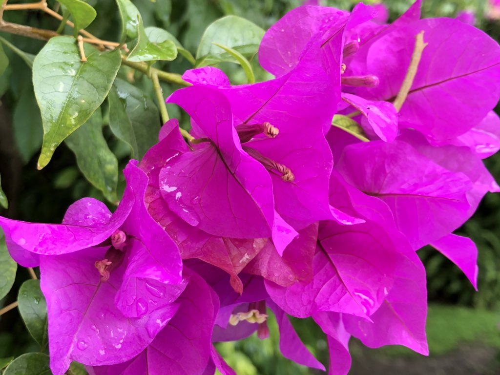 MrZetha's tweet photo. Colores que dan paz!!   #bugambilias #díalluvioso #verano https://t.co/BwbLt0yu00