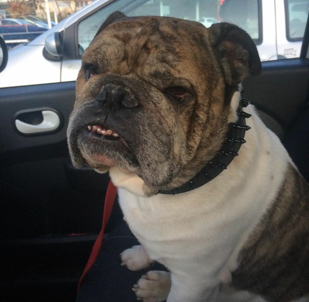Tropical_Lycan's tweet photo. #pettrain
My dogs 🎉🎉
I tag @Xercene @L0uwky @BKtheGrumpyCat https://t.co/9XePld3LDr