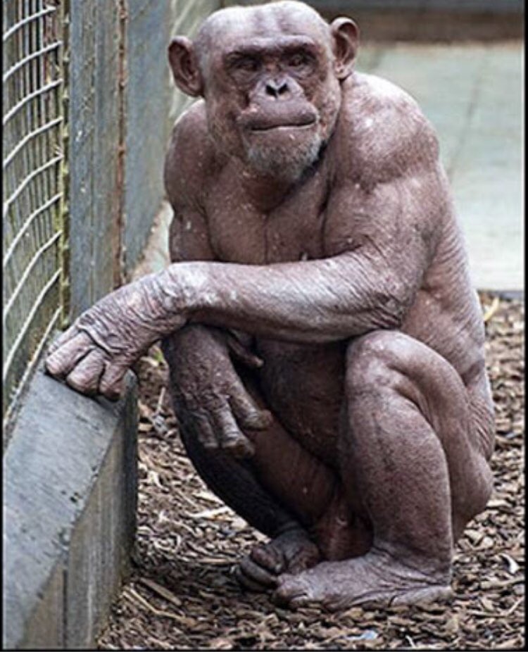 NReninger's tweet photo. Alright. Who would y’all rather fight in a fisticuffs style combat, buff kangaroo or buff chimpanzee? https://t.co/vi0H5icy0h