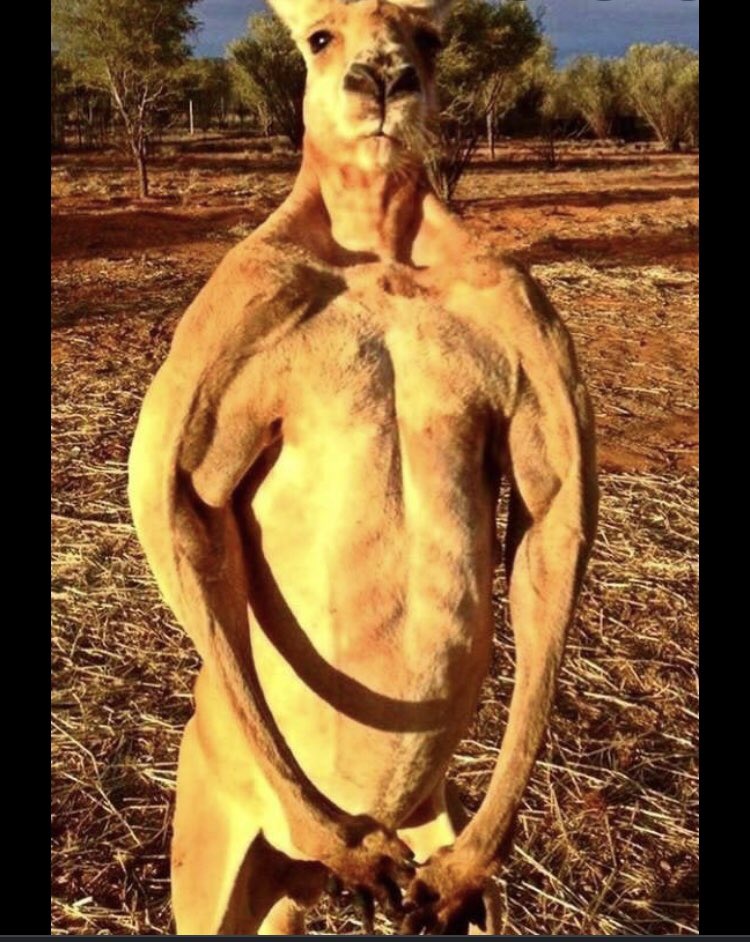 NReninger's tweet photo. Alright. Who would y’all rather fight in a fisticuffs style combat, buff kangaroo or buff chimpanzee? https://t.co/vi0H5icy0h