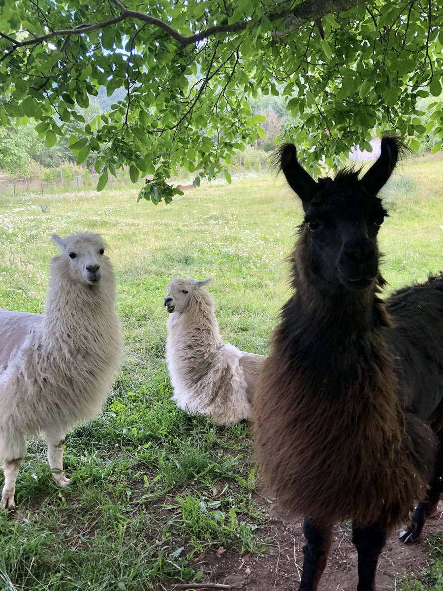 #coronavaccine llamas provide key to immune therapy 
apple.news/A3-8fT27wQxiZm…
