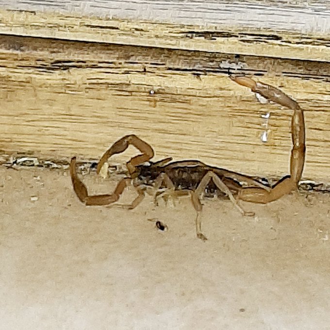 Well good morning Texas 😂 little dude ran in as soon as the door opened.  Not today 🤦&zwj;♀️ https://t.c<a href="/tag/free"class="tags"><span>#free</span></a><a href="/tag/retweeet"class="tags"><span>#retweeet</span></a><a href="/tag/onlyfans"class="tags"><span>#onlyfans</span></a>