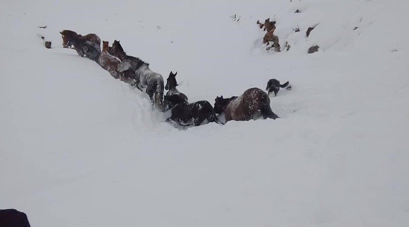 IceAgeBob's tweet photo. Rescue of horses from the snow-Video-This was how the mammoths were trapped, but with lots more snow https://t.co/Zd0SE7htbn https://t.co/is26jQlLAY