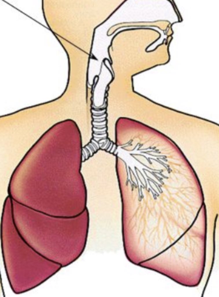 (8) That the extra 20ml of air trapped in the mask would add as much dead space as the difference between the windpipes of 5’2 Zoe and 6’2 Nick. So no, it would not reduce your oxygen or increase your carbon dioxide which is why .....