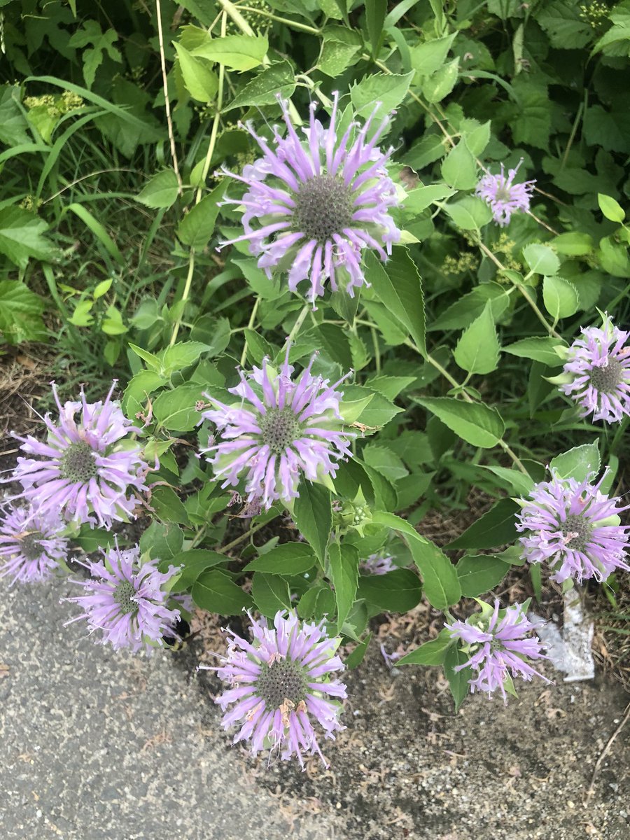 synigizesales's tweet photo. #beebalm? #plantexperts #plantlife #Virginia #bloomcatch https://t.co/pZBypLoEcn