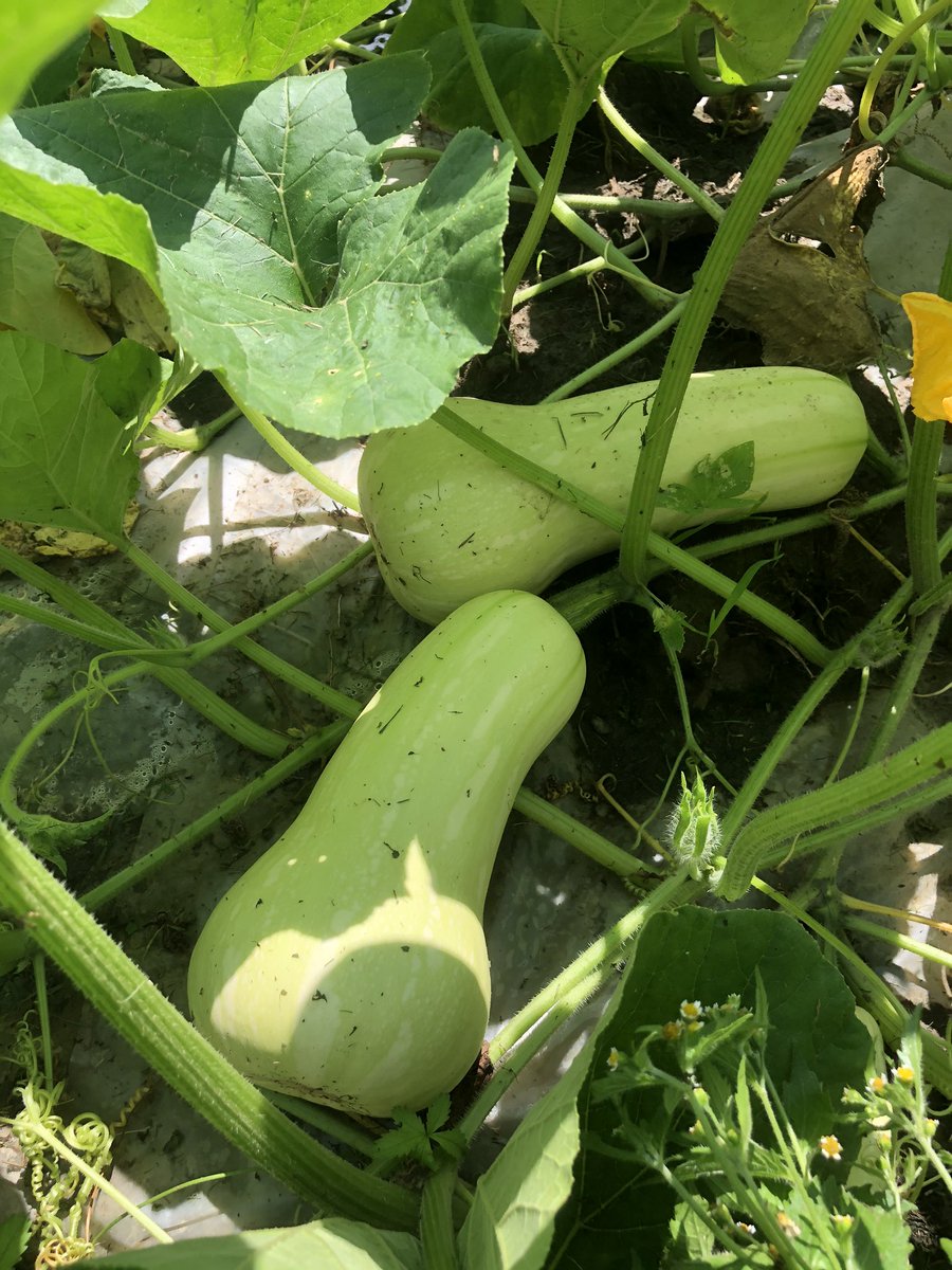 ConnieLittle3's tweet photo. Butternut squash coming soon!#summerinthemountains https://t.co/g0nCqLez7T