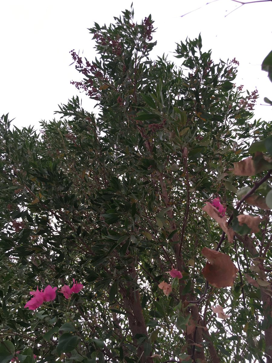 سُيزهرك الله ولَو طال خريفك 🍂.                              July 13