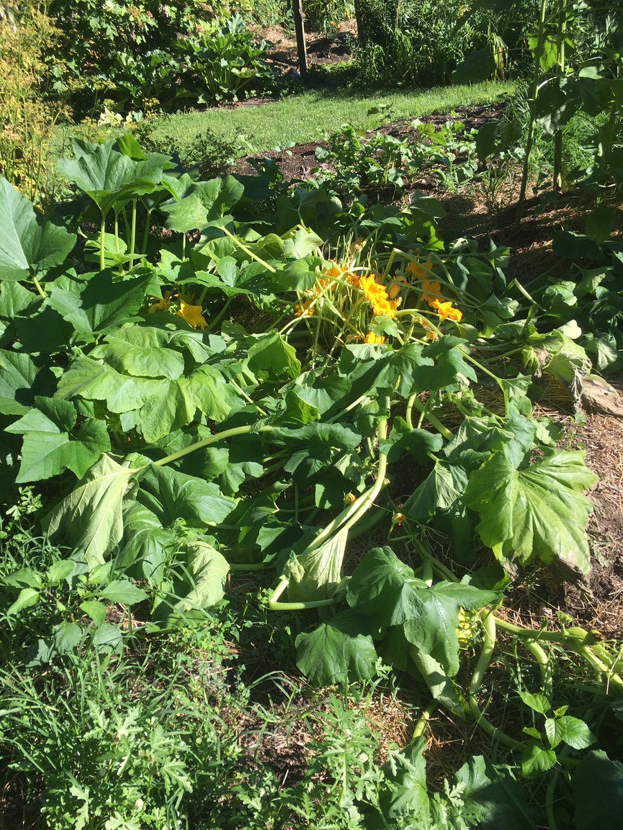 CameronGenomes (@camerongenomes) on Twitter photo So <a href="/Ingwell_vegIPM/">Laura L Ingwell</a> , <a href="/Kaplan_Lab/">Kaplan Lab</a> have I got Cucurbit bacterial wilt in my volunteer pumpkins? So <a href="/Ingwell_vegIPM/">Laura L Ingwell</a> , <a href="/Kaplan_Lab/">Kaplan Lab</a> have I got Cucurbit bacterial wilt in my volunteer pumpkins?