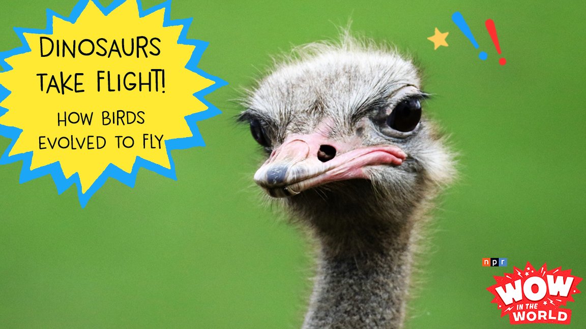wowintheworld's tweet photo. Join @AbsolutelyMindy and @GuyRaz on an adventure with a dino robot and an escaped zoo ostrich! Tune in for a special intro from Dennis and to hear what research from @Tsinghua_Uni says about dinosaurs' connection to the history of flight! #EncoreEpisode https://t.co/rC7ZJpyC7q https://t.co/NDpYCZ4EQJ