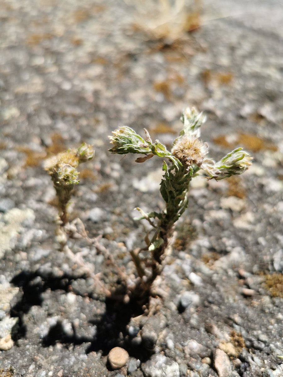 LaBotaniste's tweet photo. When a walk doesn't live up to ones expectations there's always the option #pavementplants to lighten the mood. And what a cracker I found! #Filago vulgaris in the middle of a country lane ✌️
#Asteraceae #wildflowers #morethanweeds https://t.co/b2L8G9f5ph