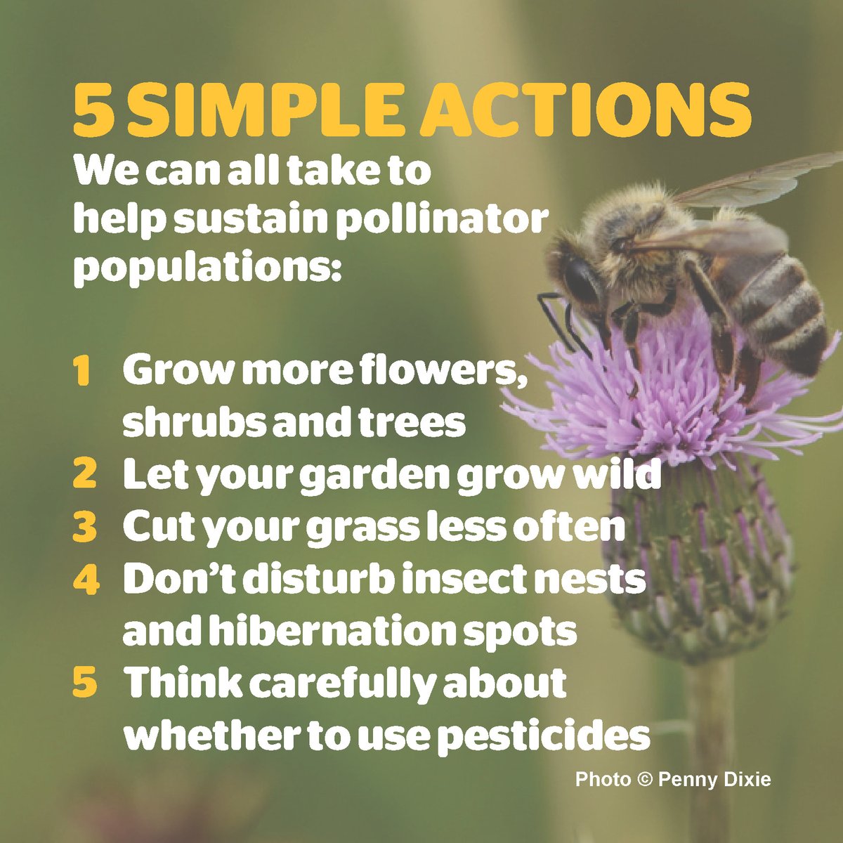 morethanbugs's tweet photo. It's #BeesNeeds Week!  This is an initiative from our friends @DefraGovUK to raise awareness of how we can help bees and other pollinators to thrive.  Here are five simple actions that you can take to promote the welfare of #bees and other #pollinators. https://t.co/wiIbWqaSfO