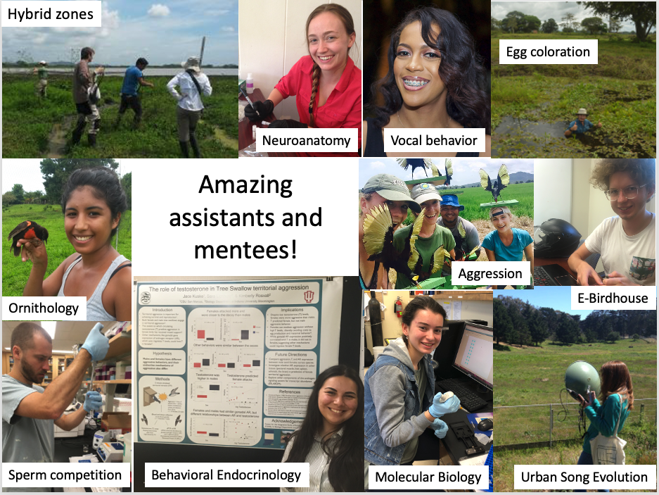 AnimBehSociety's tweet photo. These students, including @GinaZwicky @samtorneo @JaceKuske are involved in many exciting projects on topics like sperm morphology, vocal divergence, urban-dependent selection, and heat stress in #jacanas, #treeswallows, and #whitecrownedsparrows. https://t.co/0QzWTXDuXb