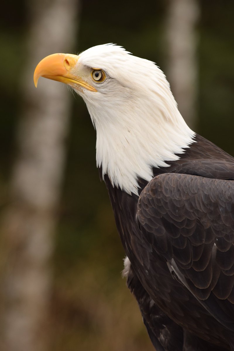 Alaska Raptor Center Sitka A Bald Eagle And Raptor In Residence Here At The Alaska Raptor Center Is Our Heaviest Bald Eagle Weighing In At 14 Pounds 6 35 Kg Here In The Alaska Raptor Center Sitka A Bald Eagle And Raptor In Residence Here At The Alaska Raptor Center Is Our Heaviest Bald Eagle Weighing In At 14 Pounds 6 35 Kg Here In The