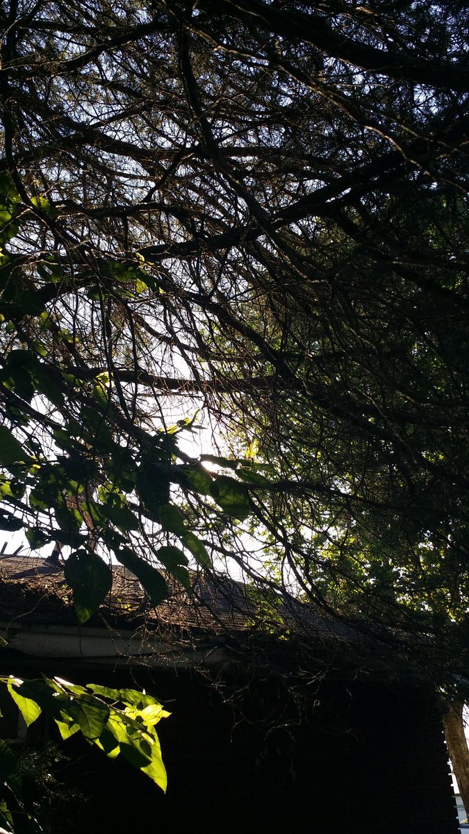 One of the cedars has to be trimmed--technically needs removedDoc is in charge of giving it a trim so it is off the roof and I had to don an old hat to assist from the ground with the powered pole saw