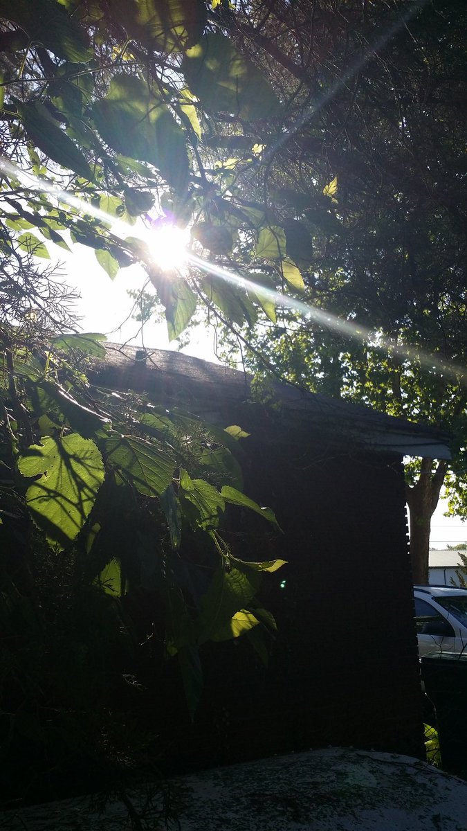 One of the cedars has to be trimmed--technically needs removedDoc is in charge of giving it a trim so it is off the roof and I had to don an old hat to assist from the ground with the powered pole saw