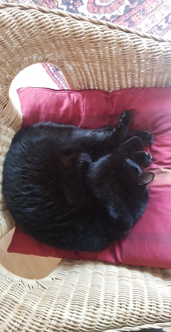 AmleeArdent's tweet photo. #pettrain 
tw araignée

Vwala
(et j'tague personne parce que flemme) https://t.co/APWOA8LM8Q
