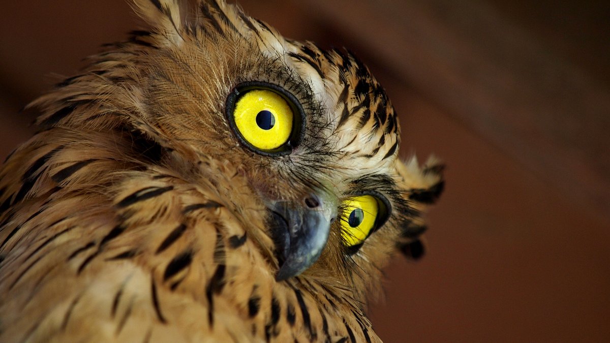 Ornithologists Attribute Owls’ Nocturnal Lifestyle To Hard Cocaine Habit bit.ly/30cl4bU