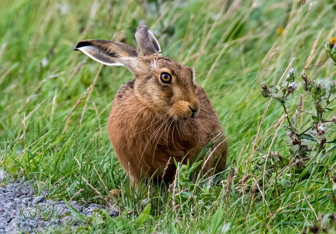 KnowExisted's tweet photo. Contrary to popular held believe, the hare isn’t a native species to Britain. When it was introduced has been lost to time. It is believed they were introduced from Denmark.

(✎ by redditor AprilBoon)

See more wonders of the #cosmos at https://t.co/I3e7ywffIp https://t.co/Gixxt116F6