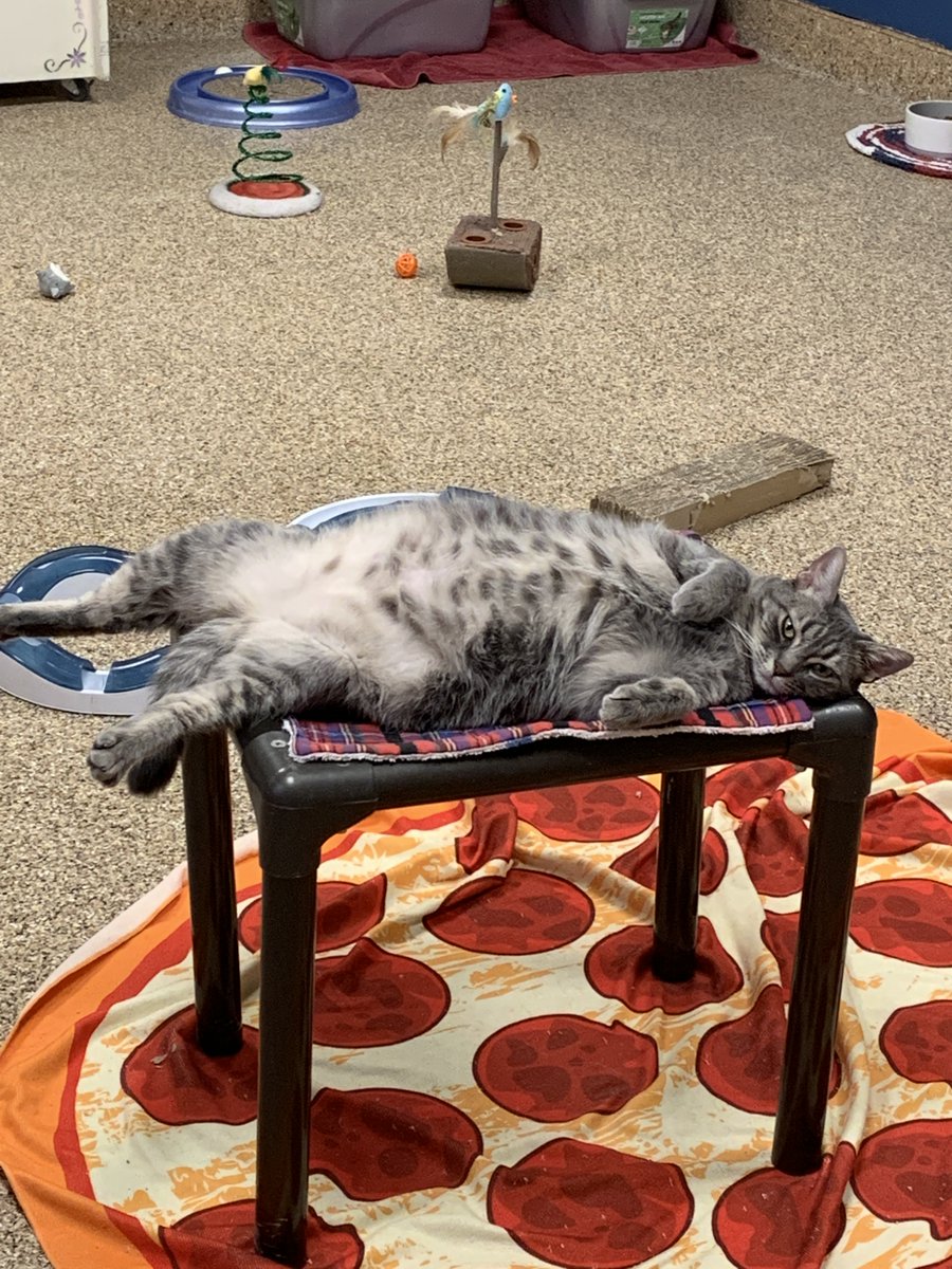 LostOurHome's tweet photo. Gelato would like to remind you she's still available for adoption. https://t.co/ZTX3vG9fFP https://t.co/caCH7XBUbd