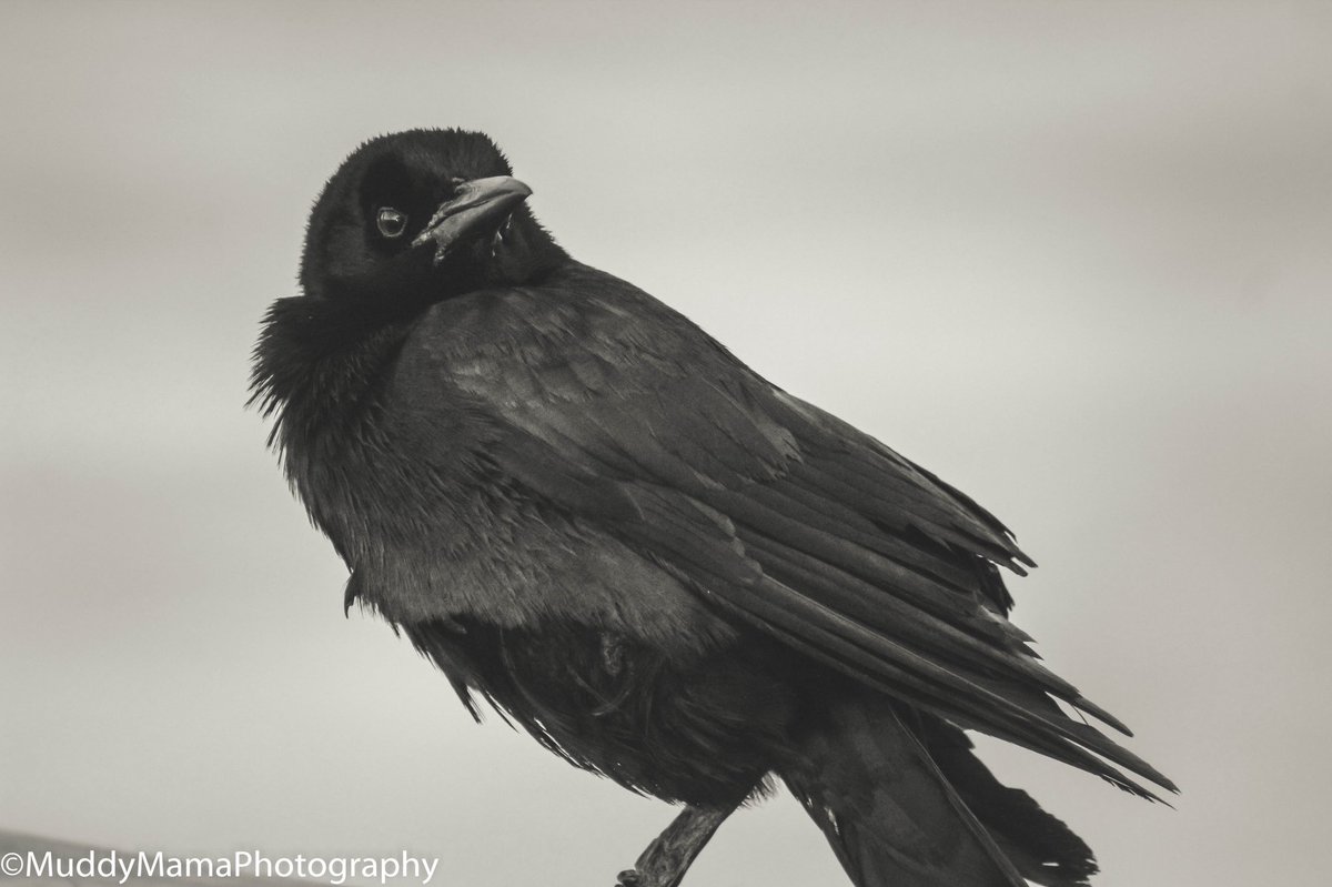 muddy_mama's tweet photo. These are two of my very favorite photos that I have taken so far. We came across this injured black bird at #FtMyersBeachFL. Despite his misfortune, he was beautifully photogenic. 🖤 #PhotosOfMyLife #Raven #BlackBird #PhotographyIsArt #NaturePhoto https://t.co/PAfnnWYMDE
