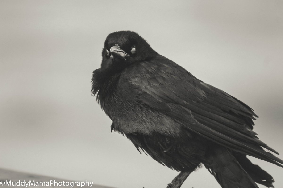muddy_mama's tweet photo. These are two of my very favorite photos that I have taken so far. We came across this injured black bird at #FtMyersBeachFL. Despite his misfortune, he was beautifully photogenic. 🖤 #PhotosOfMyLife #Raven #BlackBird #PhotographyIsArt #NaturePhoto https://t.co/PAfnnWYMDE