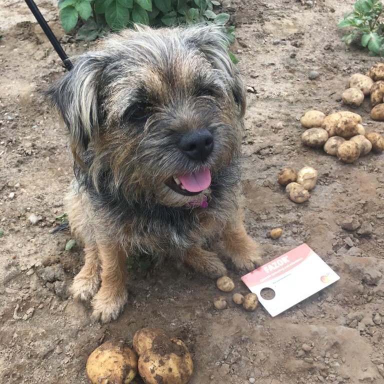 Binky didn't know what 25mm was, so we produced this handy measurement card to help her out.  To get your paws on one so you know the right time to apply FAZOR, UPL's in field maleic hydrazide potato sprout suppressant, just send us a direct message with your details.