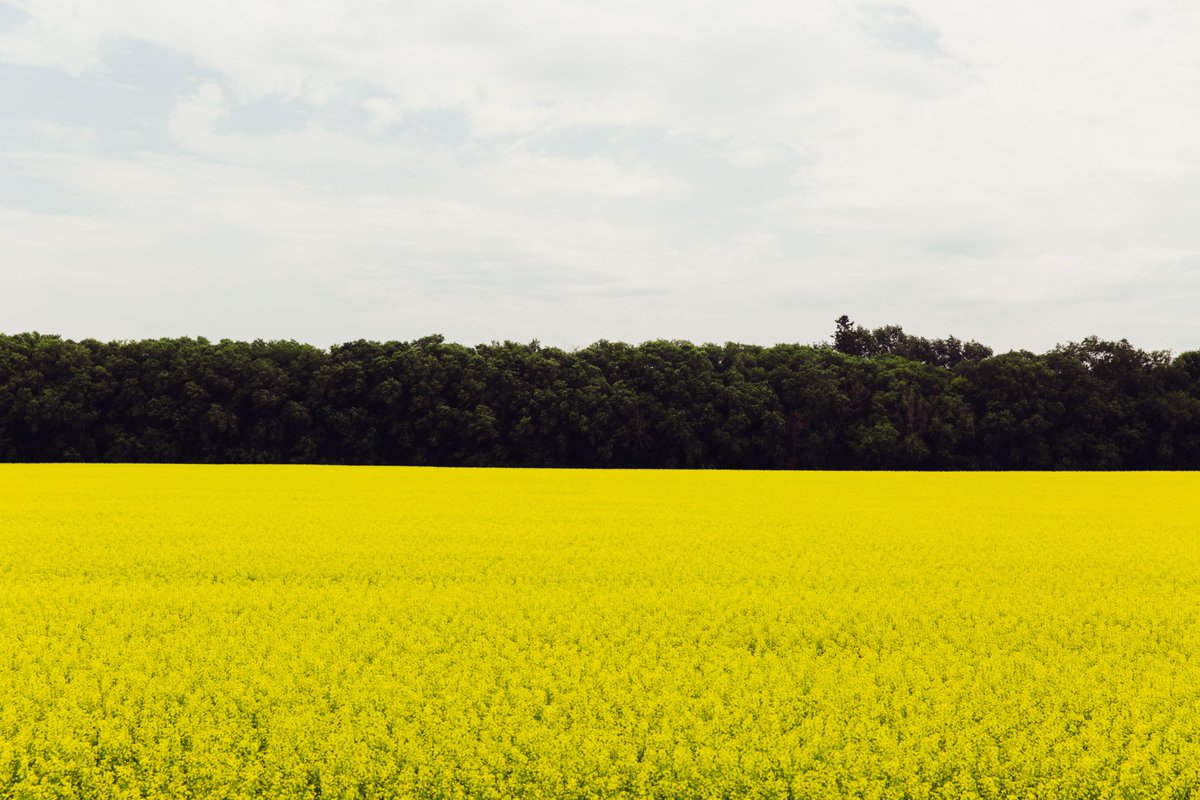 TravelManitoba's tweet photo. Adventure awaits in Central Manitoba! Hit the links, find Manitoba-grown produce fresh from the farm, or discover new experiences in ample wilderness.
Visit https://t.co/XsMNfN9Ns0 to plan your best summer ever!
#ExploreCMT #exploremb #TMBpartner #staysafe https://t.co/SwkcheRWp4