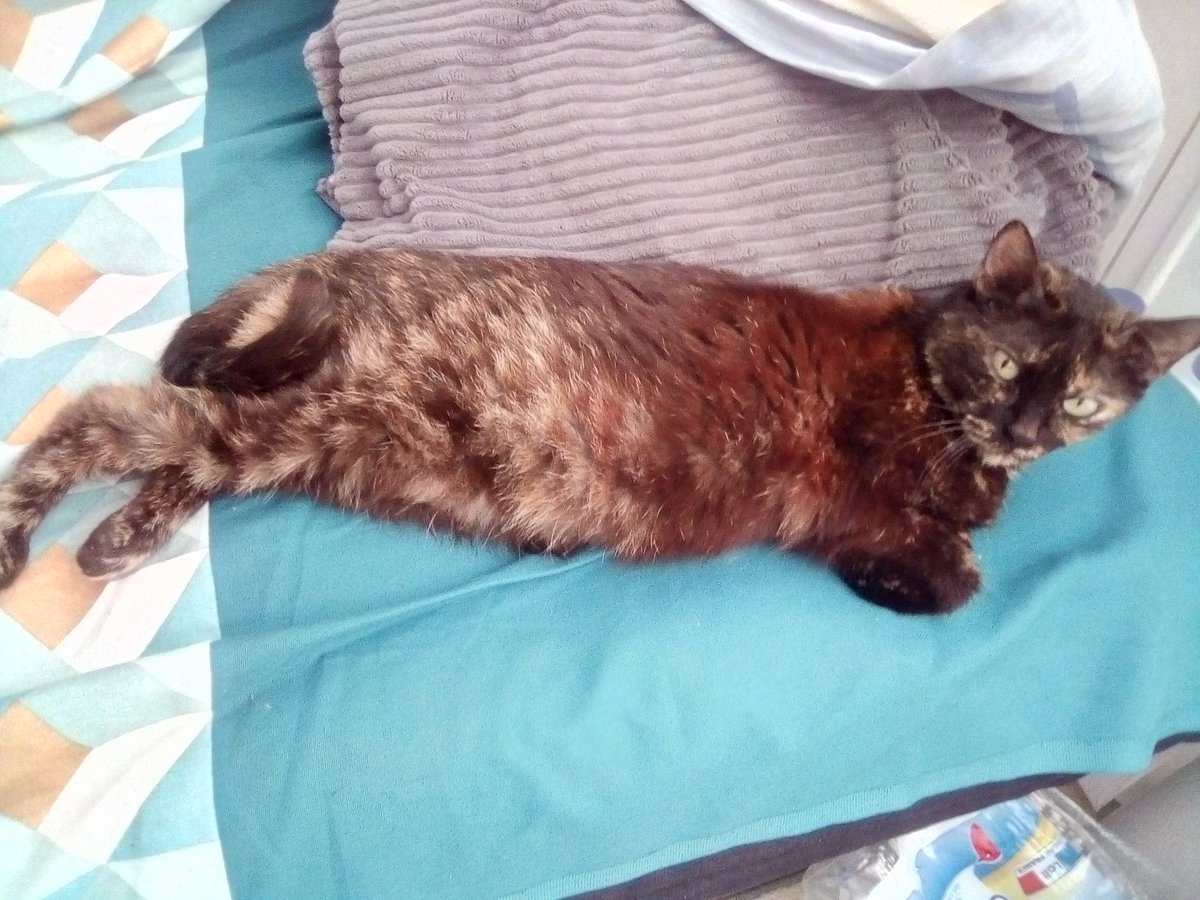 __Mayel_'s tweet photo. Alors chez moi on est globalement sur des chats, avec dans l'ordre mon chat, le chat de ma soeur, le chat de ma grand mère et le chat du voisin. 

#pettrain https://t.co/ZPKwXOJxVu