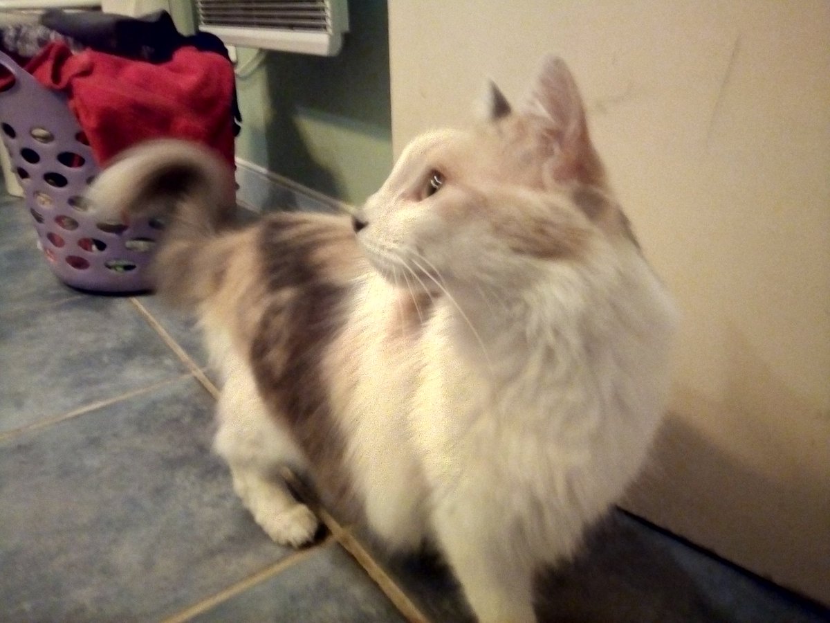 __Mayel_'s tweet photo. Alors chez moi on est globalement sur des chats, avec dans l'ordre mon chat, le chat de ma soeur, le chat de ma grand mère et le chat du voisin. 

#pettrain https://t.co/ZPKwXOJxVu