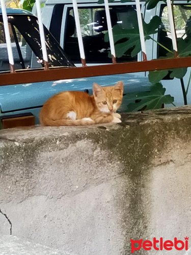 petlebi's tweet photo. #İzmir #Kedi Kader Kurbanı Behlül E #Acil #Yuvaaa https://t.co/V8g2BPDkMW https://t.co/CQIQ2LWPCE