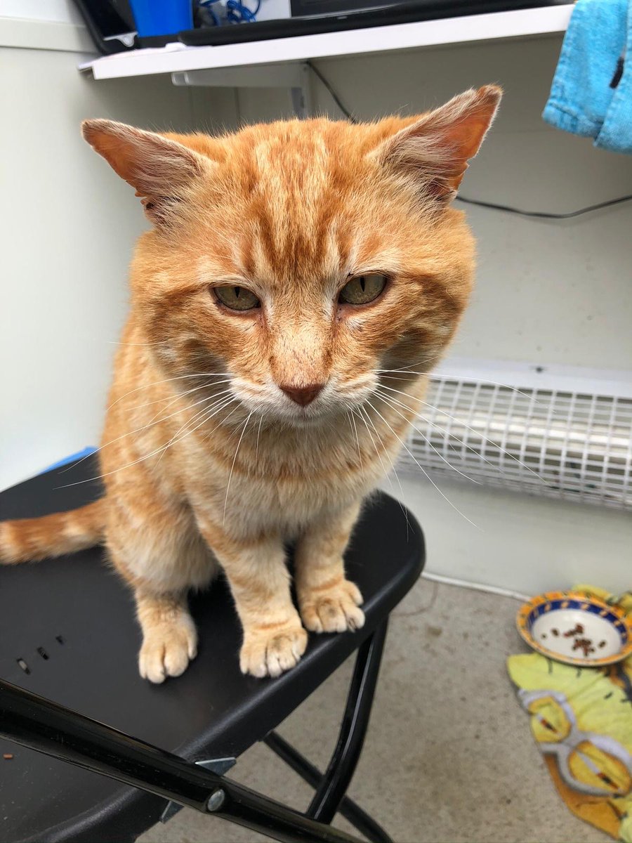 Meet Thomas!

This gorgeous chap is in need of a forever home, having spent the past few months in the care of Wiltshire Police.

The force says he's cheered everybody up after being found close to Salisbury District Hospital in May.