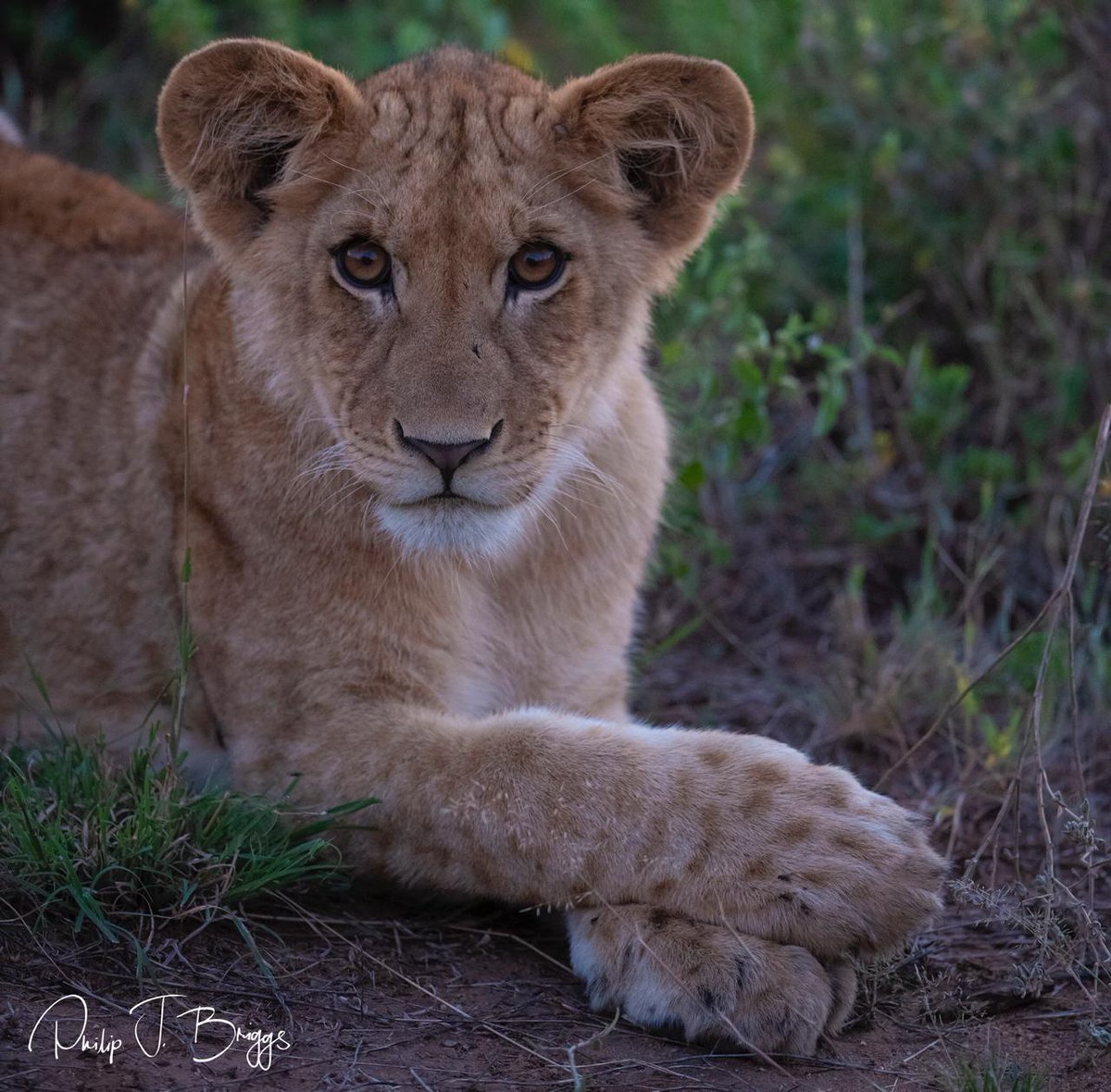 LMaamai's tweet photo. Am excited to share some of the predictors that may motivates local people from killing #lions https://t.co/5n4VC4cVfA