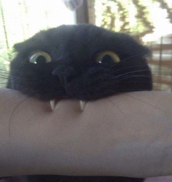 gatitos_qctd's tweet photo. Como yo lo veo // como el se ve https://t.co/oVkmQAkWDx