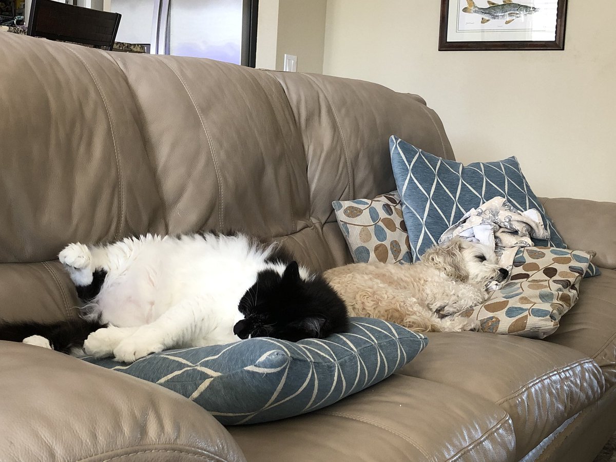 gail_deterra's tweet photo. @Eiggam5955 We're good, just snoozing on mommy's sofa. 💕 https://t.co/yNyDO9aoAN