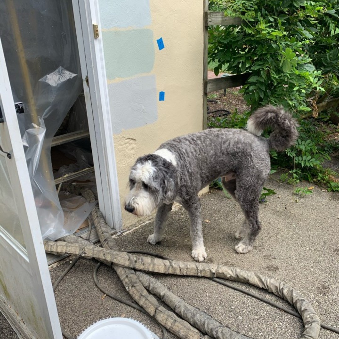 SCDThinkBuild's tweet photo. Even Franklin is keeping watch over his parents exterior refresh project!
#thinkbuild #springcreekdesign #mainlineexteriorrefreshproject https://t.co/uI6RZ2Y9w9