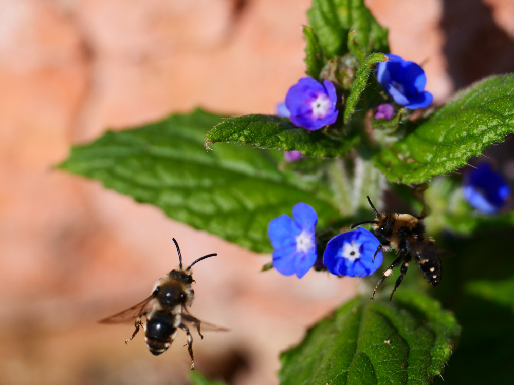 nationaltrust's tweet photo. By introducing more flowers to your borders and letting the garden grow a little wild, you’re helping protect the pollinators that are vital to growing our favourite foods.  

Join us this week with @DefraGovUK and @NaturalEngland in celebrating #BeesNeeds. https://t.co/RhbugfQHux