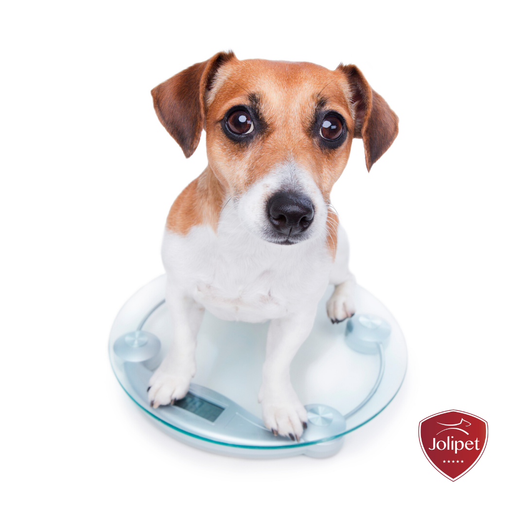 Jolipet_'s tweet photo. Hoe overgewicht van je hond aanpakken? 🐕
https://t.co/rW3UmennD0

#Dog #Dogs #Pet #DogLover #ILoveMyDog #overweight #jolipet #huisdier #hond #puppy https://t.co/Jx6aB7MSmg