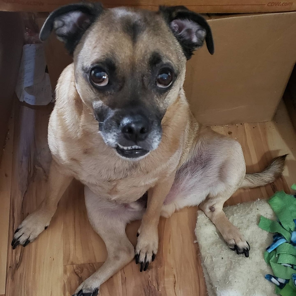 Jugbo's tweet photo. He's not overly attached. No way. (sitting under my desk between my legs as I try to work). #juglife #jugsjugsjugs #pug #jackrussell #mix #cipyd #jug #pugchat #yearofthedog @BuoyTheDog #dogfriday @fondpaper #doggy #doglovers #monster #animal #petlovers #β¦ https://t.co/yk2URX4swi https://t.co/1e5b46IXKm