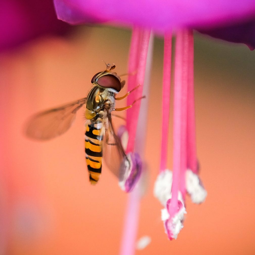 BluesPete's tweet photo. Schwebfliege die mal nicht schwebt 😁
#macro #macro_shots #macrophotography #makro #makrofotografie #schwebfliege #insekt #insect #nature #naturfotografie https://t.co/t6LDYdYVW0 https://t.co/fBfepcUxIo