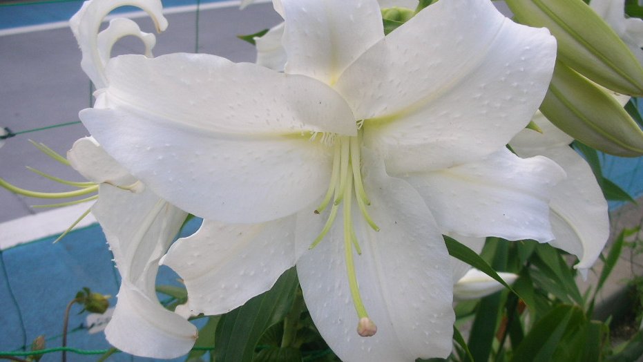 kamisama_kotoba's tweet image. A person who simply knows, &apos;My life is worth trust,&apos; becomes happy.

「人生は信頼に足る」と単に知ってる人は幸せになります。
#trust #信頼 #entrust #委ねる