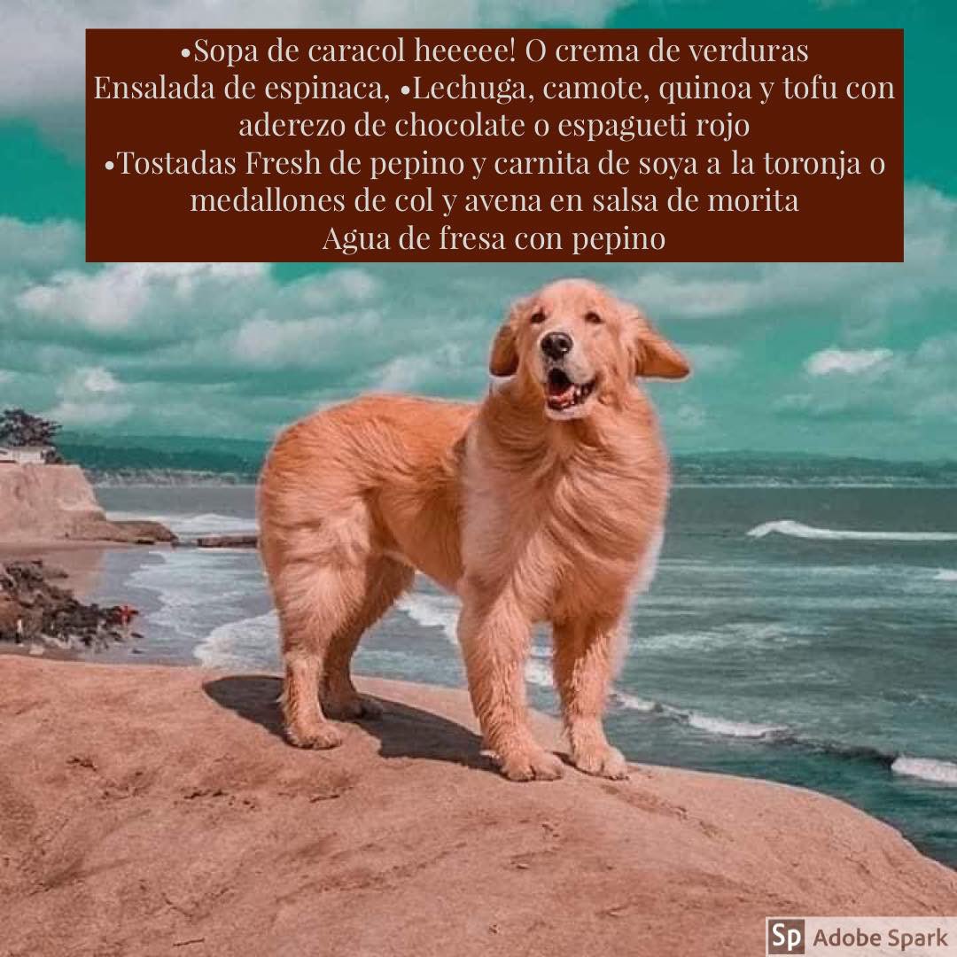 gorda_pimienta's tweet photo. #felizlunes #BuenosDias #BuenLunes #menudia #pimientagorda #horadecomer #sopita #crema #ensalada #camote #tofu #espinaca #espaguti #tostadas #tortitas #aguafresa @RicaOrtega @hele_diaz @Sergio01210846 @PATYMONTIEL77 @ere0R @Vegana97698904 @marbutros @Julio_Fiscal87 https://t.co/MB0Mq09q1y