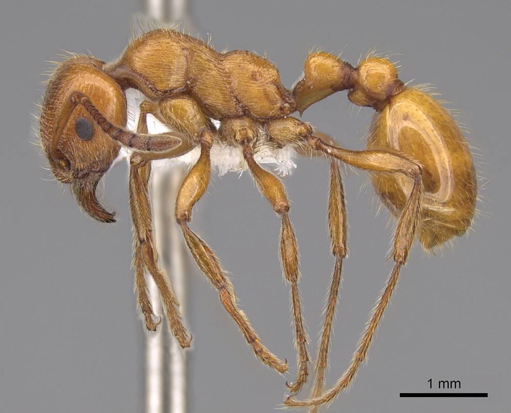 LonginoJack's tweet photo. Manica hunteri: Gotta love an ant named Manica. Seems a misnomer; they always seem pretty slow to me. A lovely large orange ant, but pretty rare. I found them once in a meadow way up Bell's Canyon. #AntsRule #AntsoftheWasatch #LonginoLab https://t.co/bLAt1na1jm