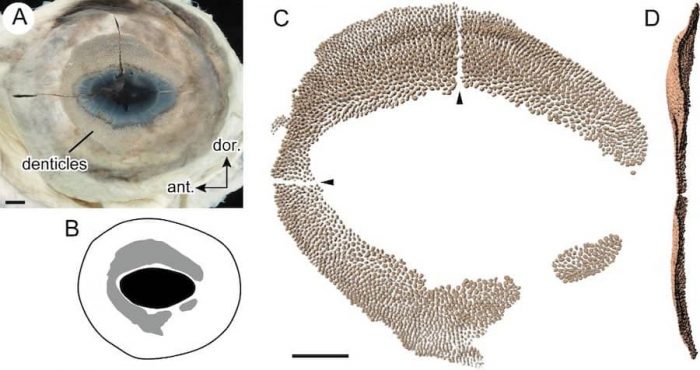 HayQueSaberlo's tweet photo. Los biólogos han descubierto que los tiburones ballena tienen dientes en los ojos. Estos misteriosos peces tienen pequeños dientes similares a escamas, que protegen sus globos oculares. Se trata de unas las cosas más extrañas que se hayan visto en algún vertebrado. https://t.co/DAjeZVZqv5