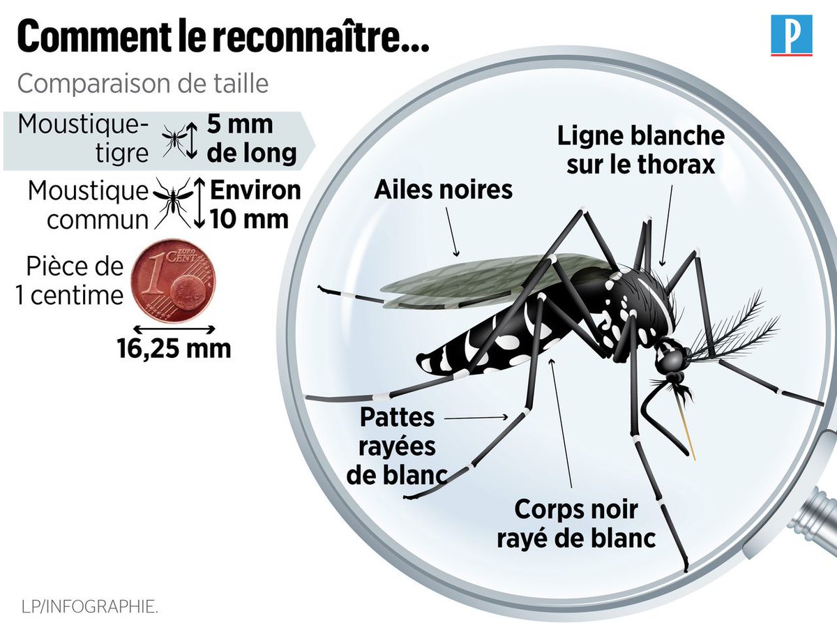 L’Ile-de-France en vigilance maximale face à la prolifération du #moustique tigre >> leparisien.fr/essonne-91/l-i… #moustiquetigre