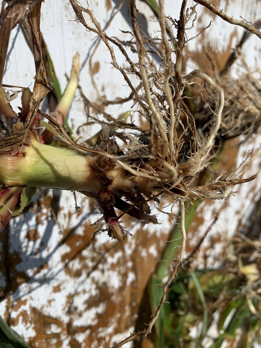 SDDEKALBASGROWA's tweet photo. Watch where you placing DOUBLES. (Some wind reveals all) They don’t protect against these little guys. Still able to float some CRW and there predecessors left some nasty damage. #DEKALB #GENUITY. https://t.co/rqsY1zzJtr