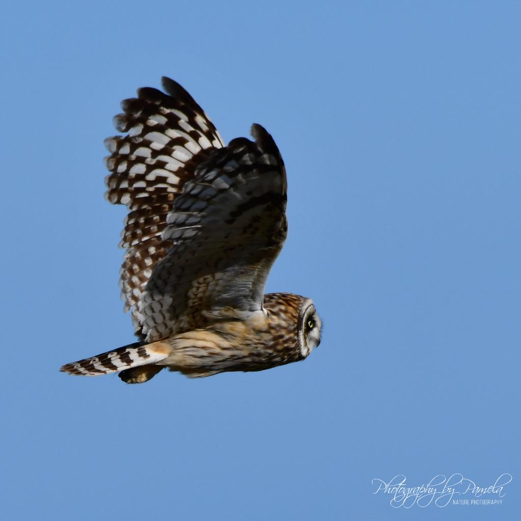 photos96743's tweet photo. Mondays are meant for soaring.
#photographybypamela808 #flying #owlsinflight #hawaiibirds #birdsinhawaii #wildlife #wildlifephotography #owlphotography #iloveowls #ilovebirds #pueointhewild #pueosinhawaii #owls #owlsinthewild #owlsinhawaii #pueos #shortearedowls https://t.co/Su8uFod3tH