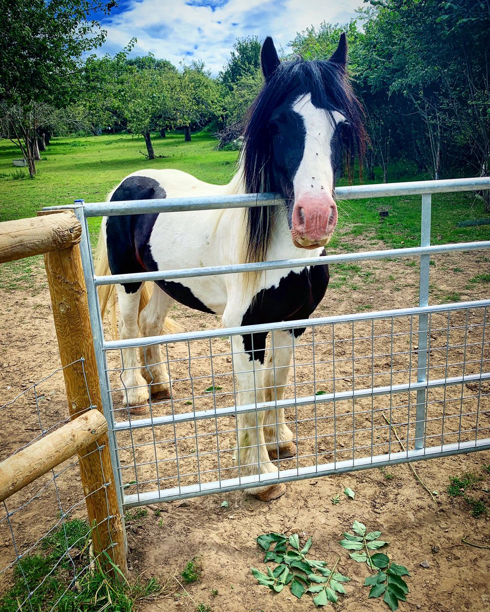 Nikki91Waterman's tweet photo. My walks never go to plan 🤷🏼♀️ 24km & 4 hours later 🙋🏼♀️😂 The unplanned walks certainly are the best - who needs a 🧭 anyway ... #nature #happyme #exhausted #lost #nomap #nocompass #theraputic #apples #daisythehorse #mylegshurt https://t.co/REmtBiFaDA