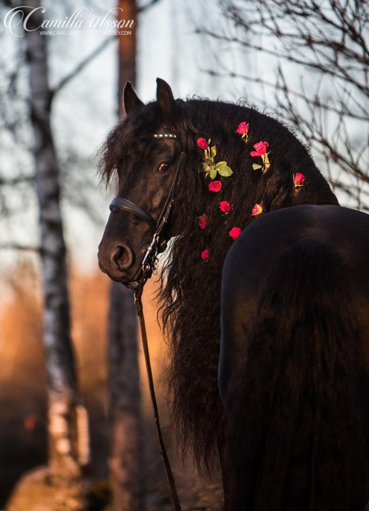 Horses_111's tweet photo. اجتمع جمال #اللون_الاحمر مع جمال الخيل🐎 https://t.co/gc5L7yNOa5